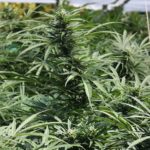 België wil medicinale cannabis legaliseren; grote kwekerij naast onze grens