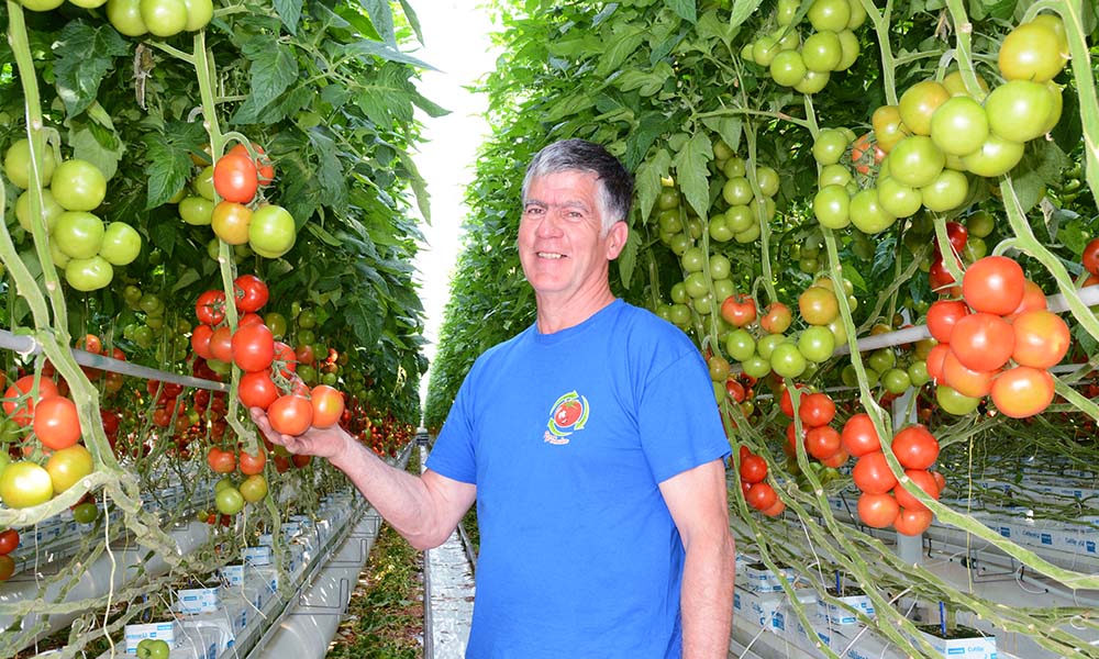 Bij Het Nieuwe Telen tomaat is dicht energiedoek essentieel puzzelstukje