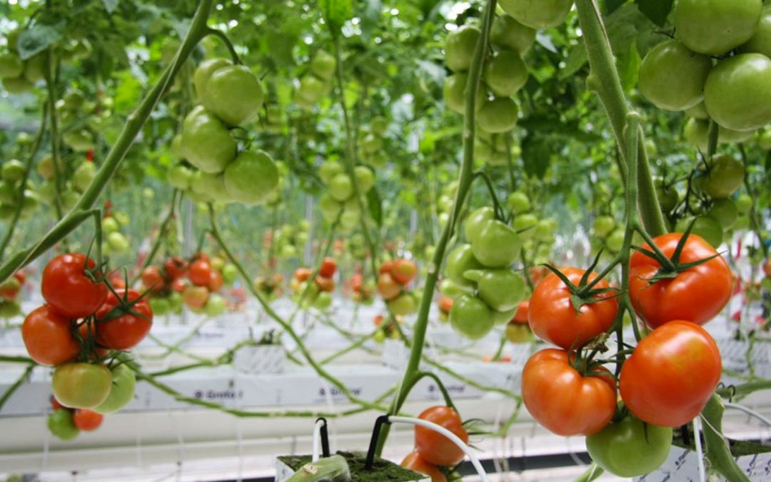 TuinbouwAlert publiceert hygiëneprotocol voor bestrijding Tomatenchlorosisvirus