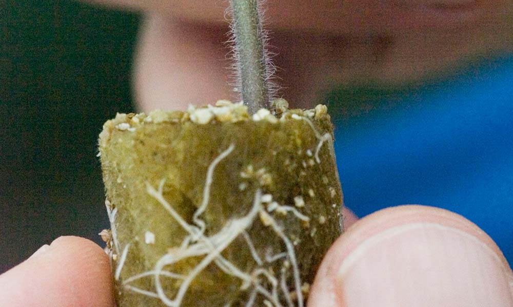 In the past the use of rootstocks represented an important step in the fight against soil-borne diseases. But rootstocks offer many more possibilities: Improved vigour, setting, flower and fruit quality.