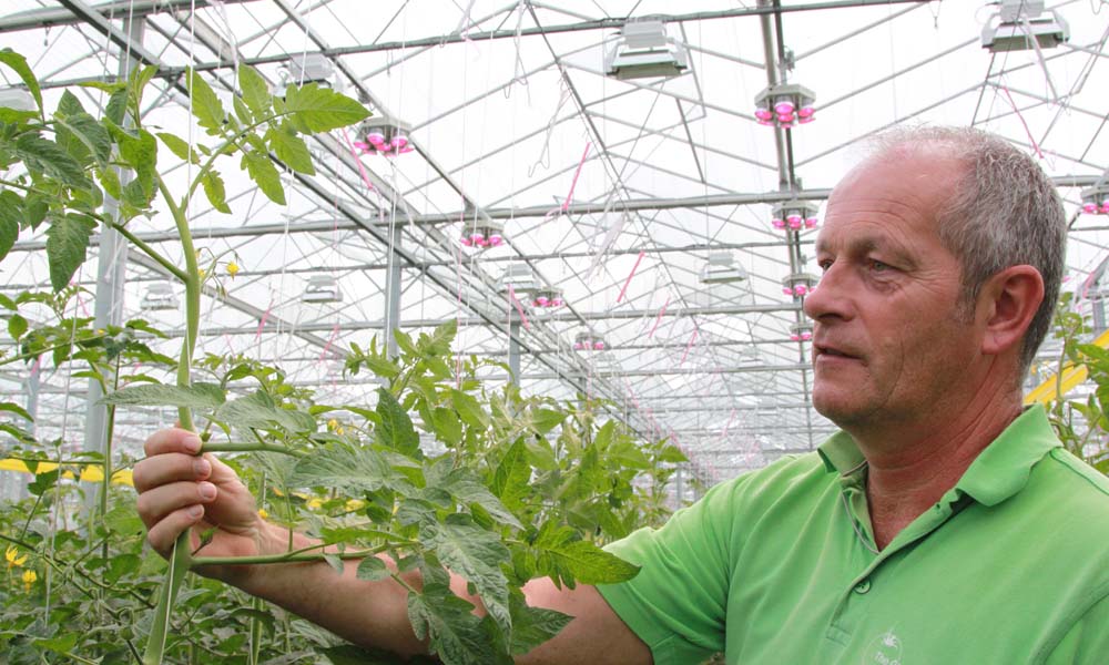 Tomato grower Geert Koot from Dutch tomato nursery Gebroeders Koot