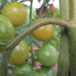 Lichte schade aan de tomatenplant door galmijt