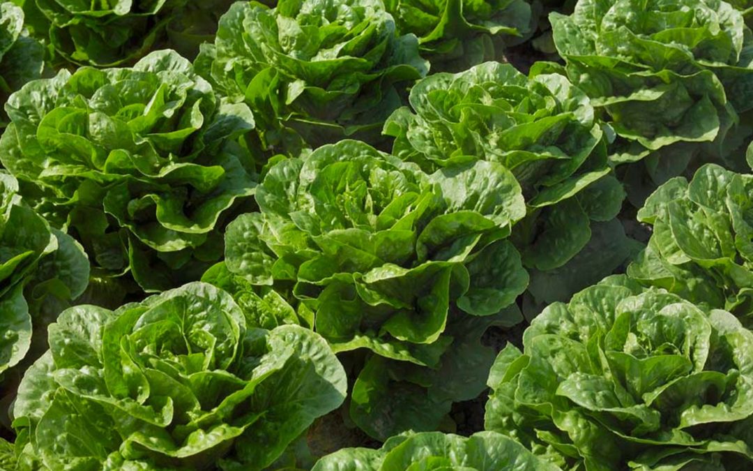 Onderzoekers realiseren doorbraak in strijd tegen Bremia bij sla