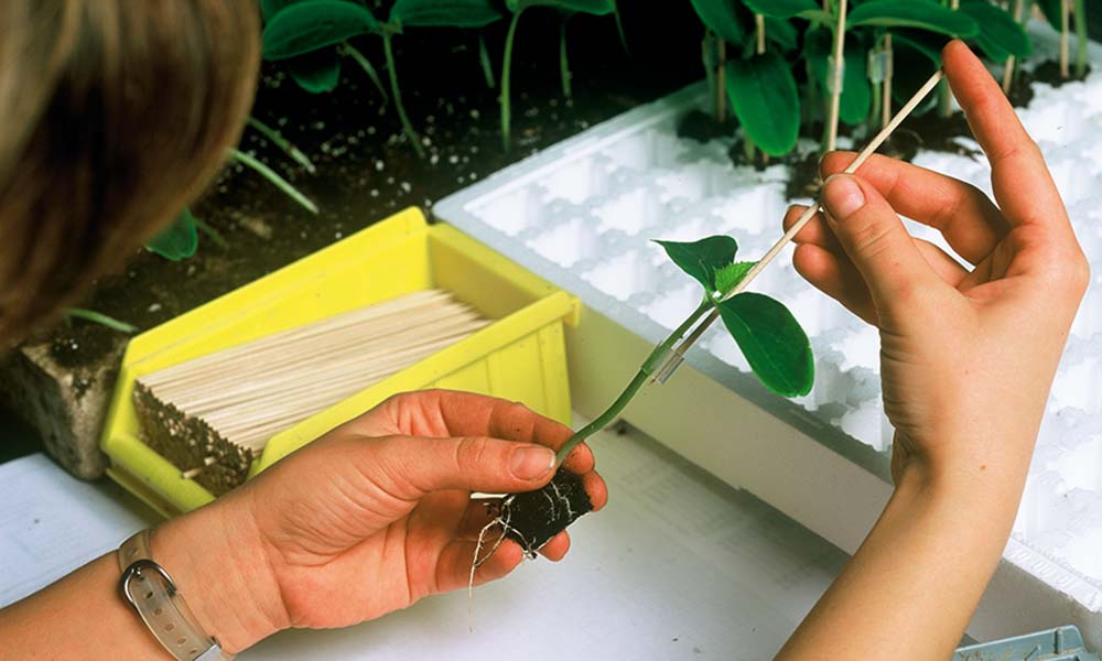 Propagation via grafting and cuttings has big impact on plants