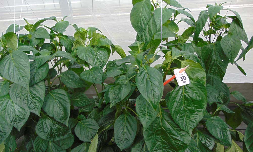 Crop protection products much more effective with adjuvants