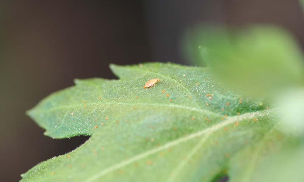 Orius nymphs turn out to be highly mobile. With targeted supplementary feeding, this adult bug can be attracted to new cuttings.