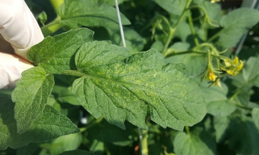 Monitoring system for spider mite damage and yellow sticky traps