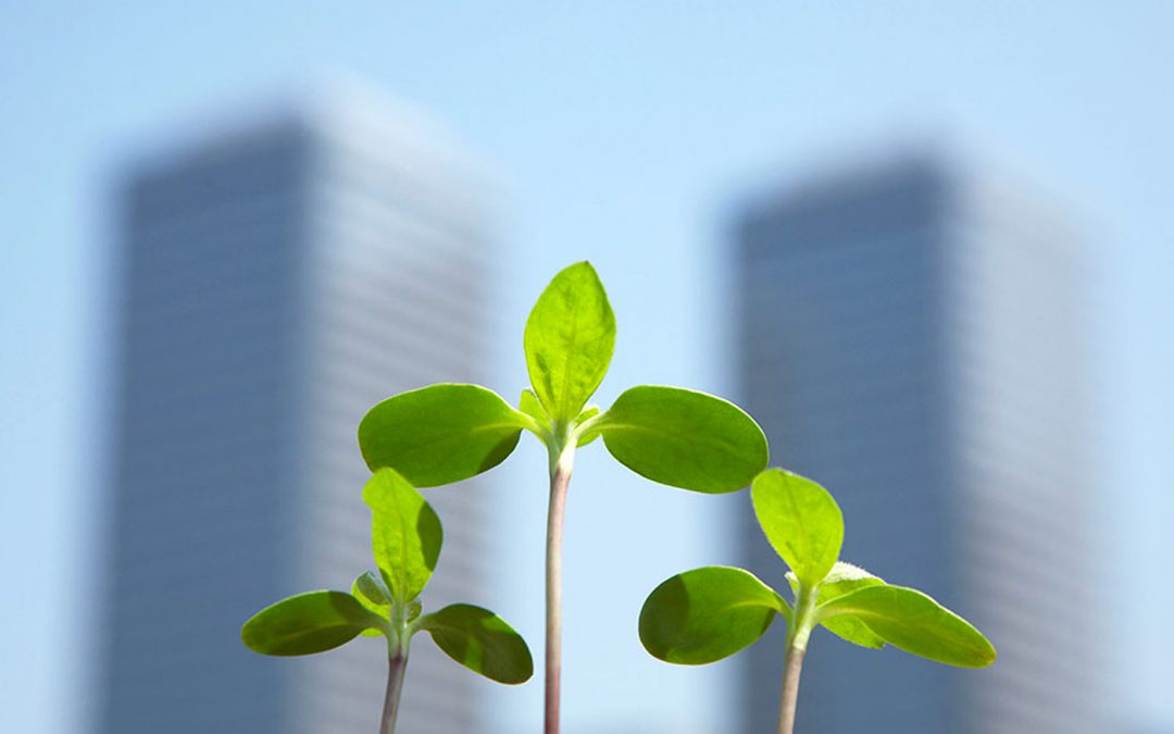 Dutch Greenhouse Delta officieel gelanceerd