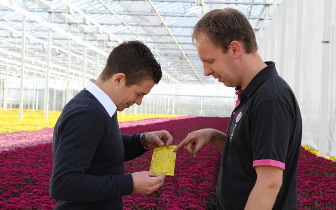 Chrysant heeft baat bij brede werking Azatin en BotaniGard