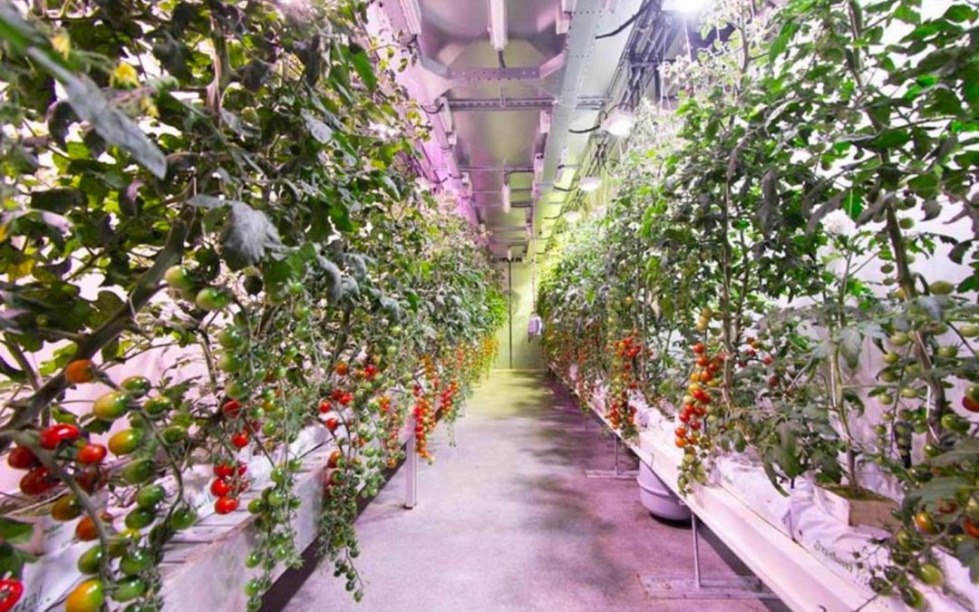 Kennisdeling kan ontwikkeling vertical farming stimuleren