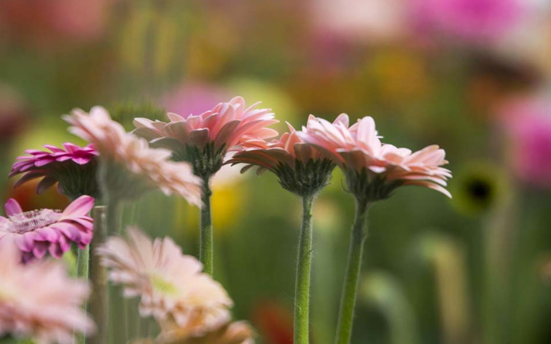 Veredelaars plaatsen onderzoek buiten Europa door uitspraak Crispr-Cas