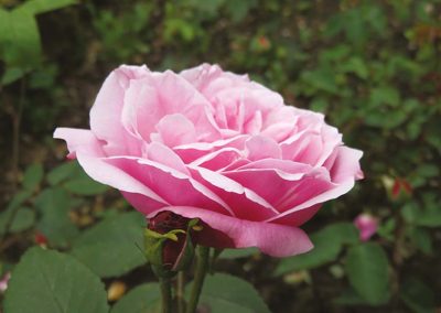 Ontrafeling rozengenen nuttig voor veredeling op kwaliteit en resistentie