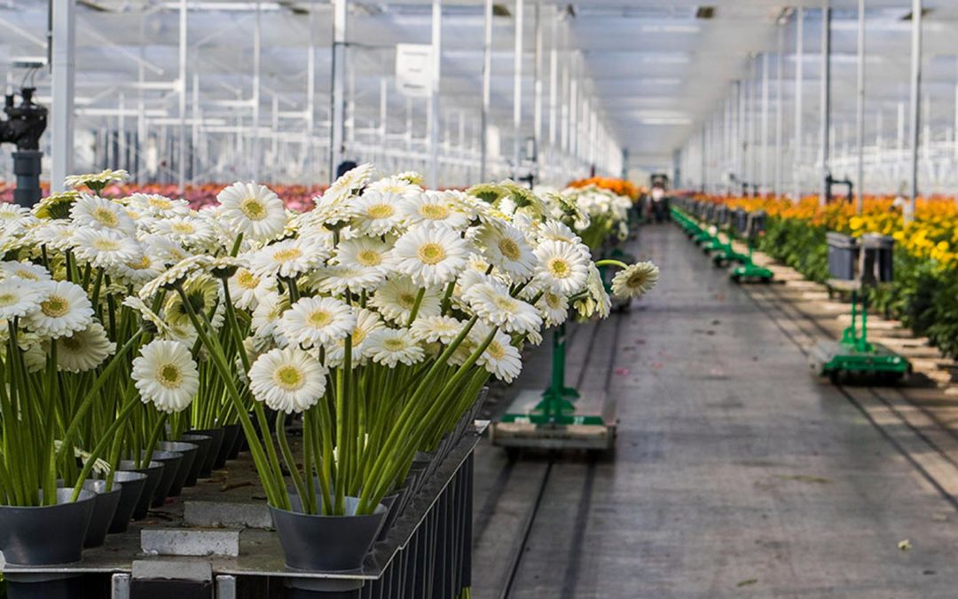 ‘Zonder WKK is een gezonde sierteelt in Nederland niet mogelijk’