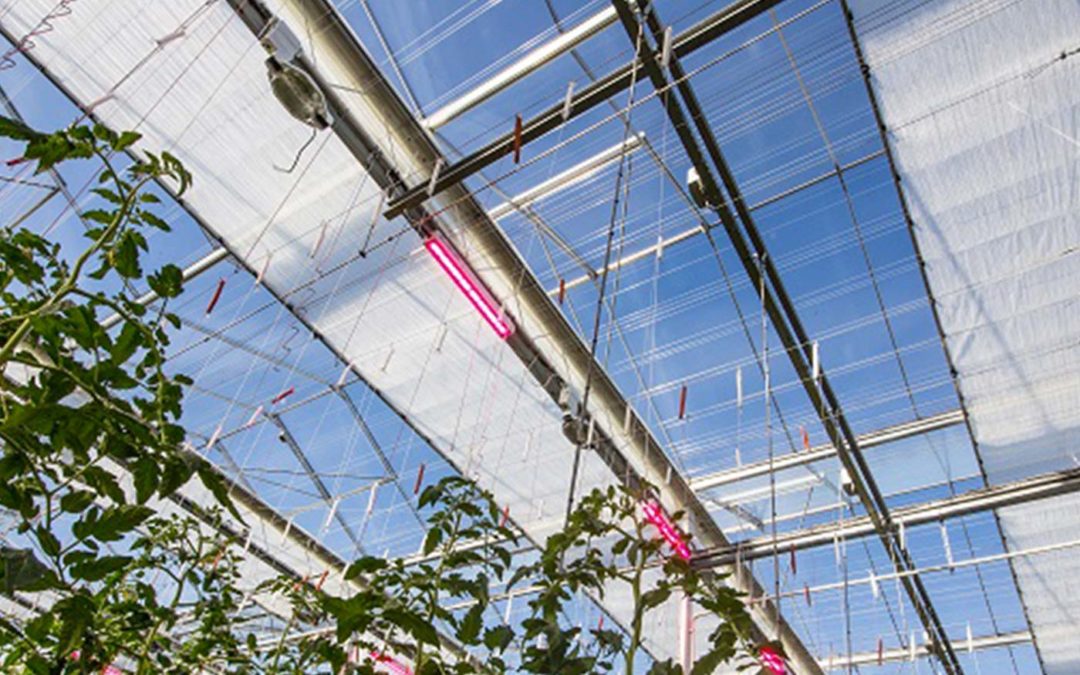 Nieuw zomerscherm van Svensson gelanceerd op HortiContact