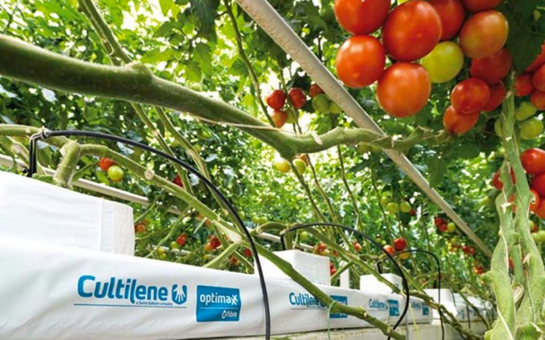 Worteltemperatuur van grote invloed op opname van water en nutriënten