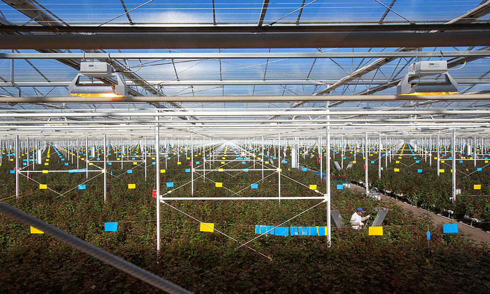 Aleia Roses gaat voor klimaatneutrale productie in 2020