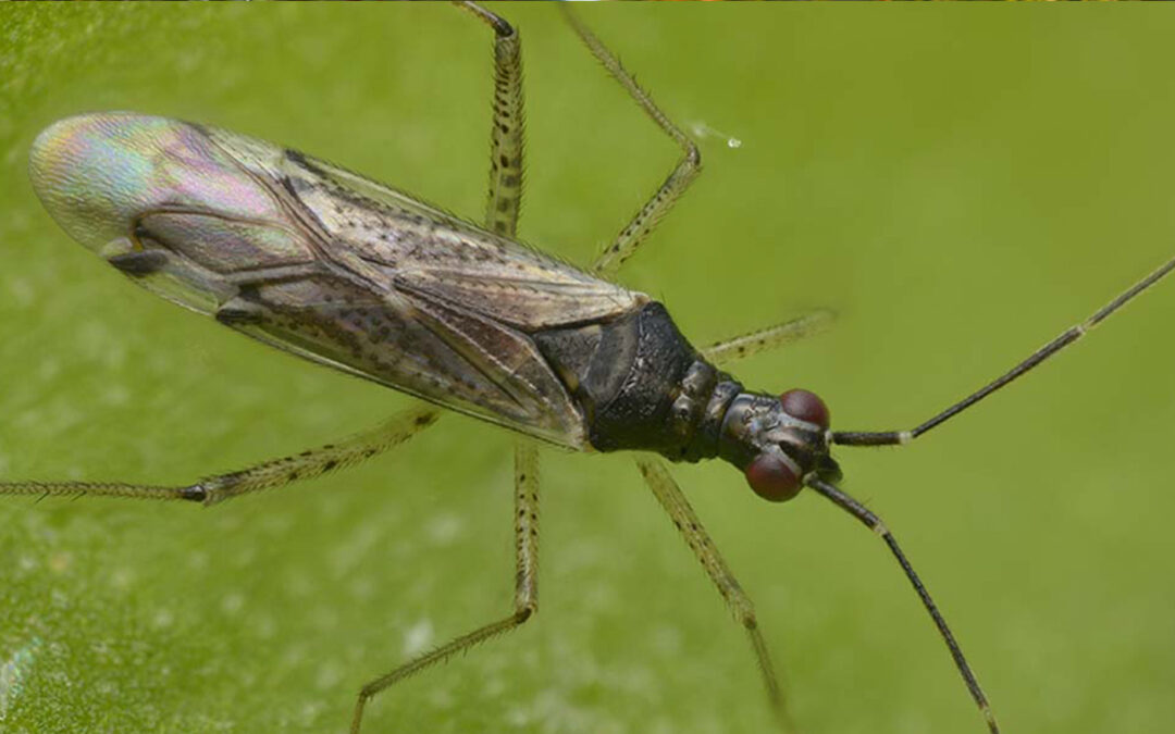 Roofwants Dicyphus errans optie voor bestrijding van lastige Nesi