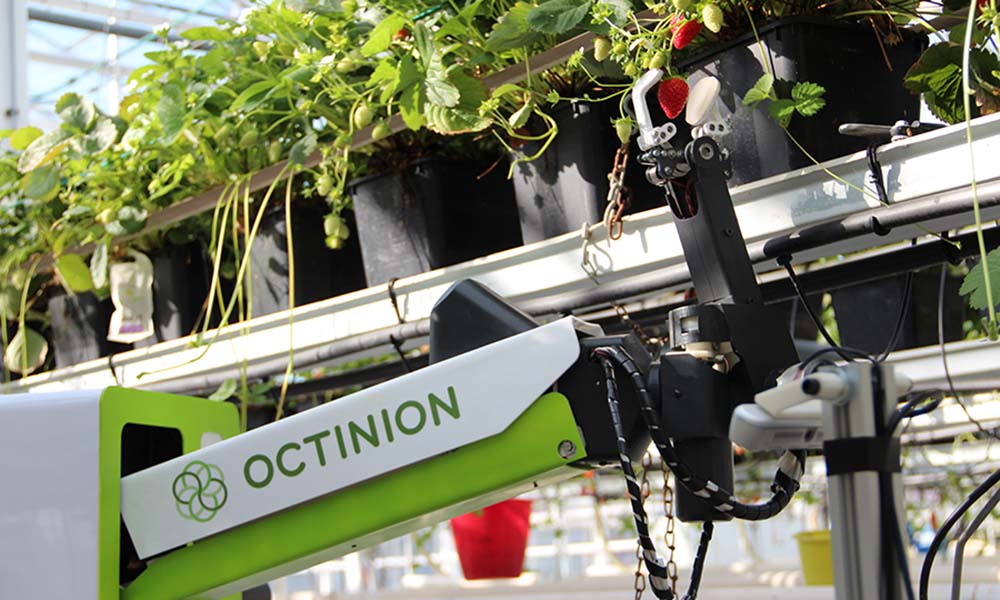Aardbeienplukrobot werkt nog beter bij aanpassing ras en teeltsysteem