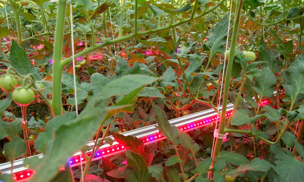 LED-tussenbelichting tomaten