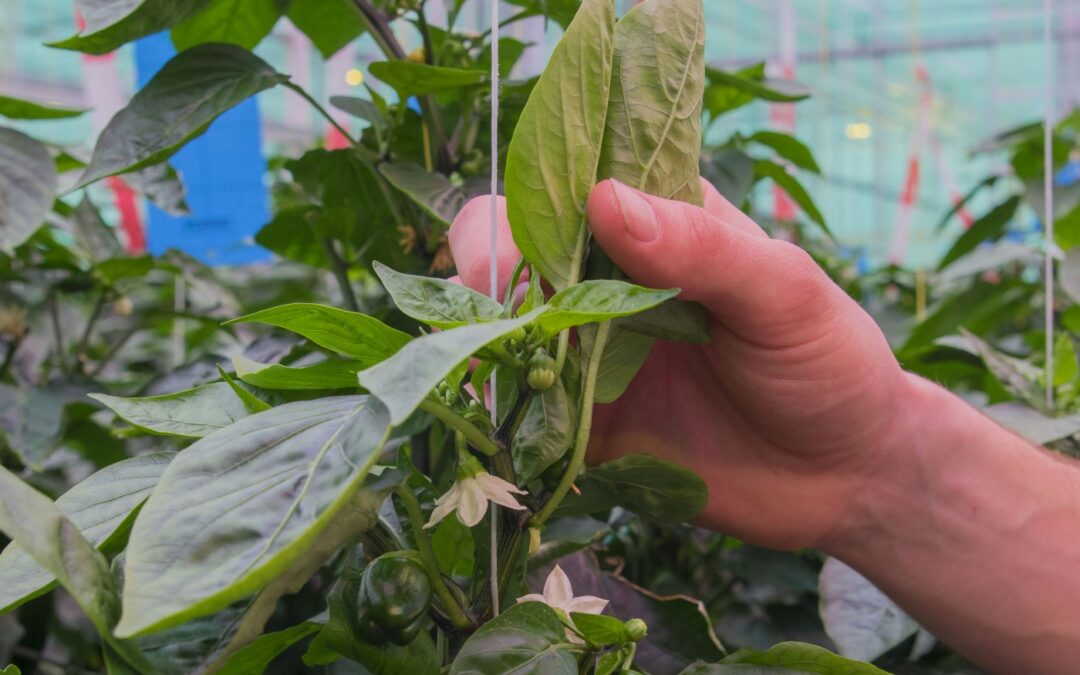 Nog steeds te korte internodiën in belicht paprikagewas