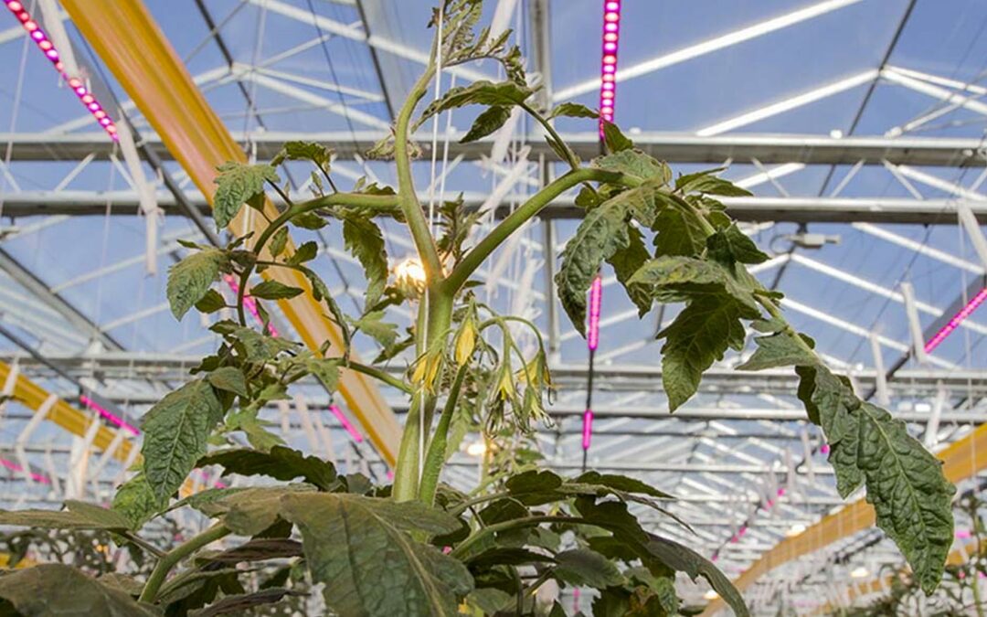 Hogere lichtintensiteit levert een flinke winterproductie op