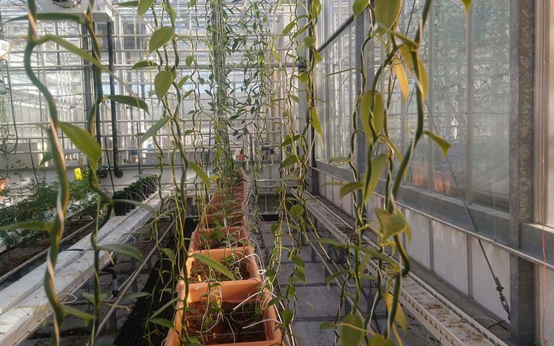 Project beheersing Fusarium in vanille
