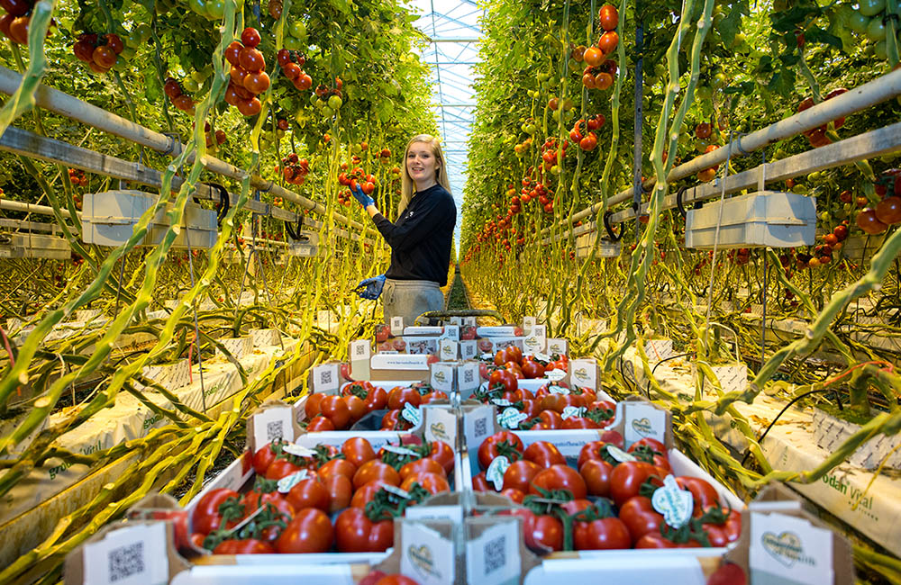 tomaten plukken in kas