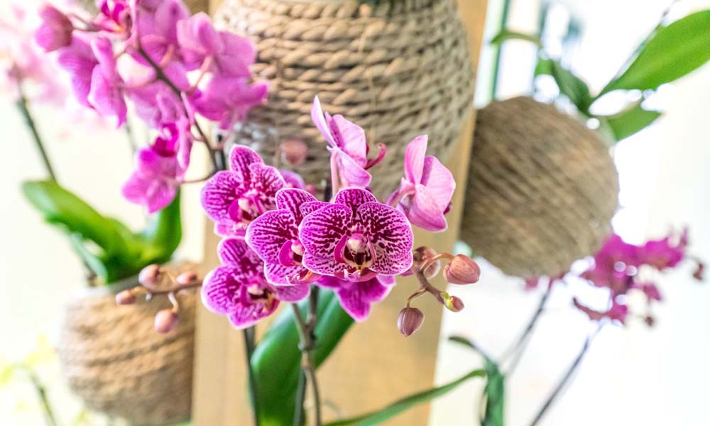 Orchideeënkwekers presenteren noviteiten tijdens Orchid Inspiration Days