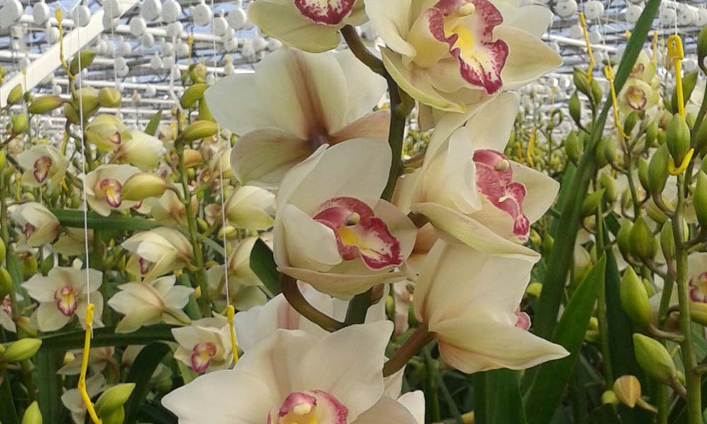 Houd kastemperatuur in de vroege afdelingen goed in de hand