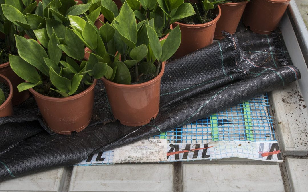 Het Nieuwe Telen in potplanten pakt – tot nu toe – goed uit