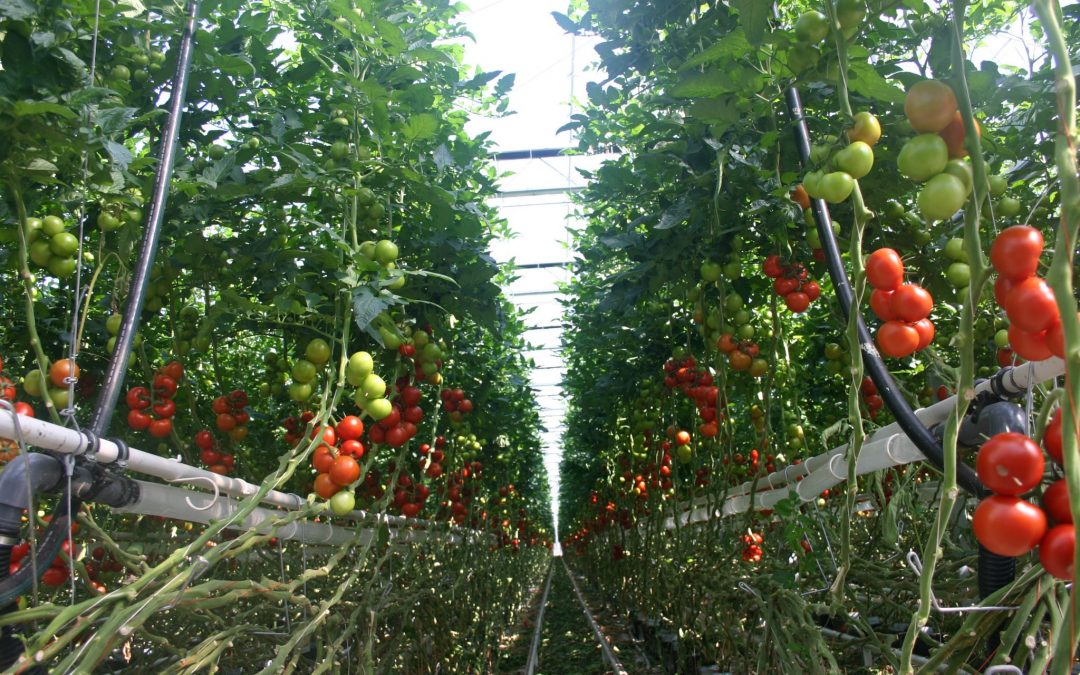 Proeven met veenarm telen is vooral goede pr voor Emsflower