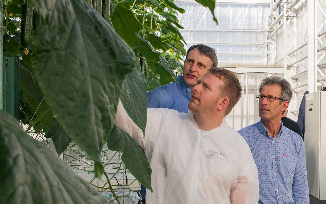 Lange hogedraadteelt met herbeworteling geeft goede productie