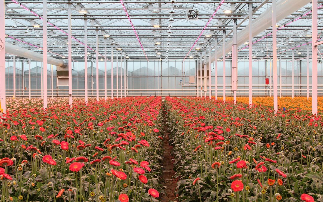 Warmtetolerantie vergt meer aandacht van veredelaars en telers