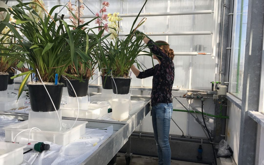 Succesvolle aanpak slakken in alstroemeria en cymbidium