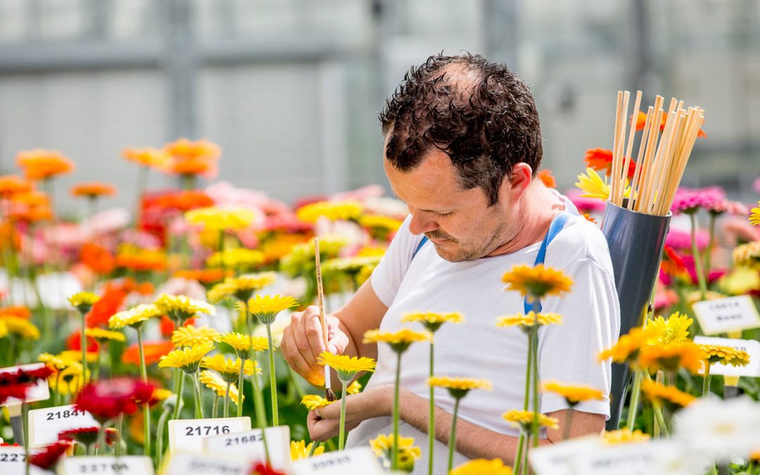 HilverdaKooij en Florist Holland gaan samen verder