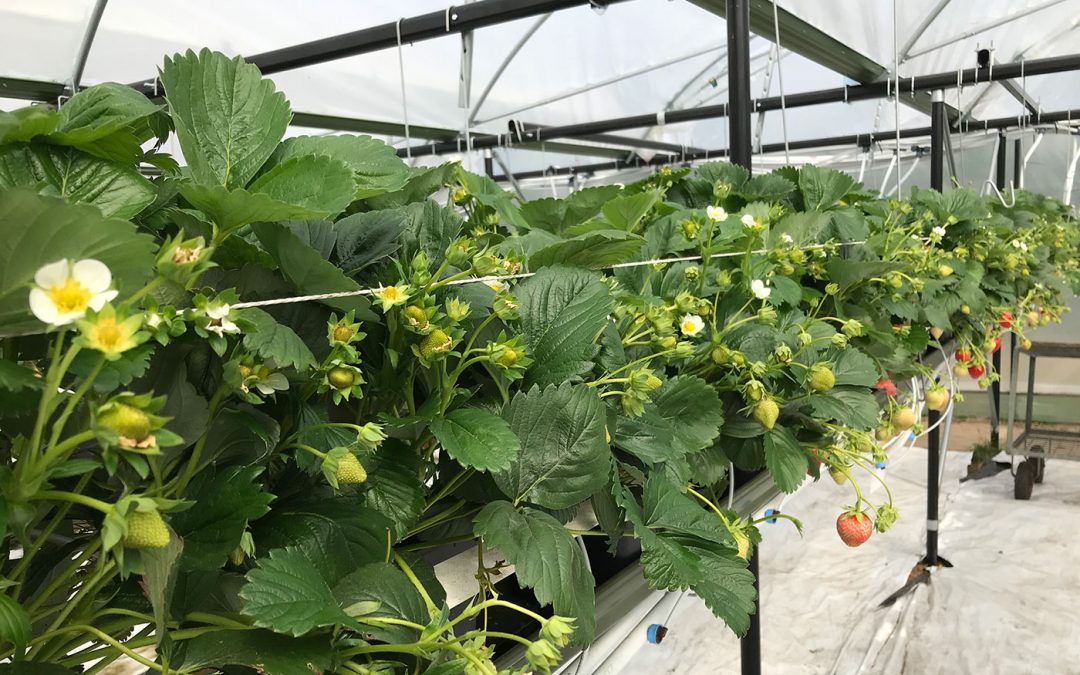 Met biostimulanten en aangepaste bemesting hogere productie