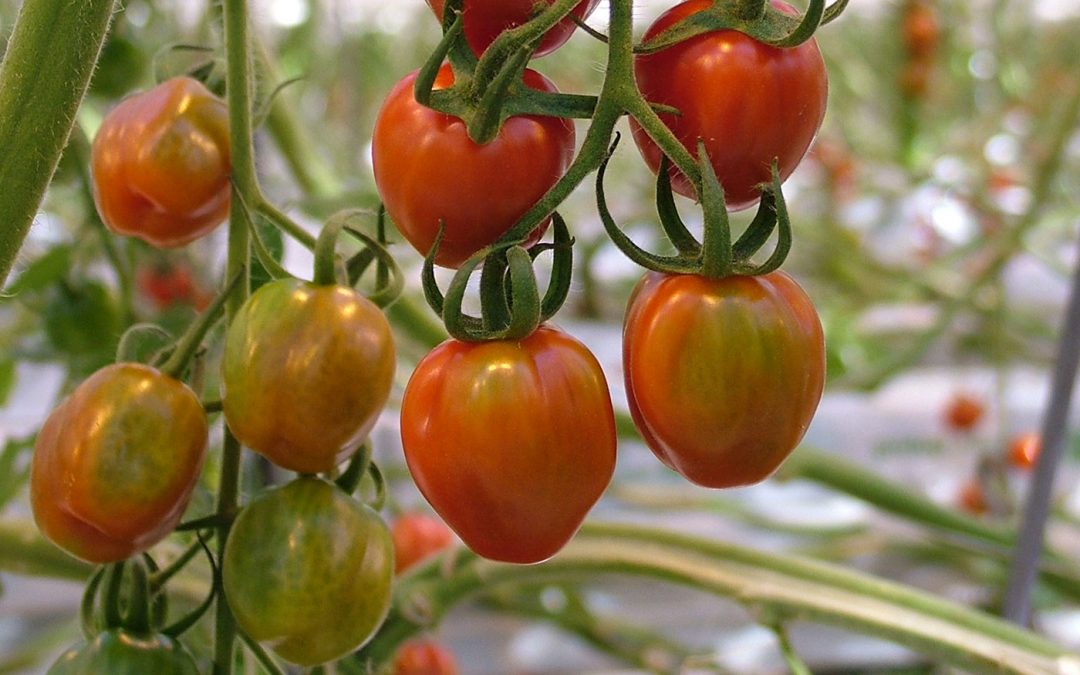 Doorkleuring vruchten vergt aandacht bij belichte tomatenteelt