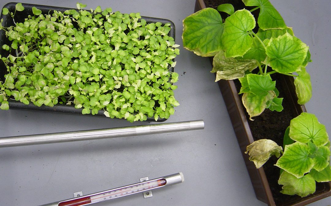 Kunststoffen testen op schadelijke dampen voor planten