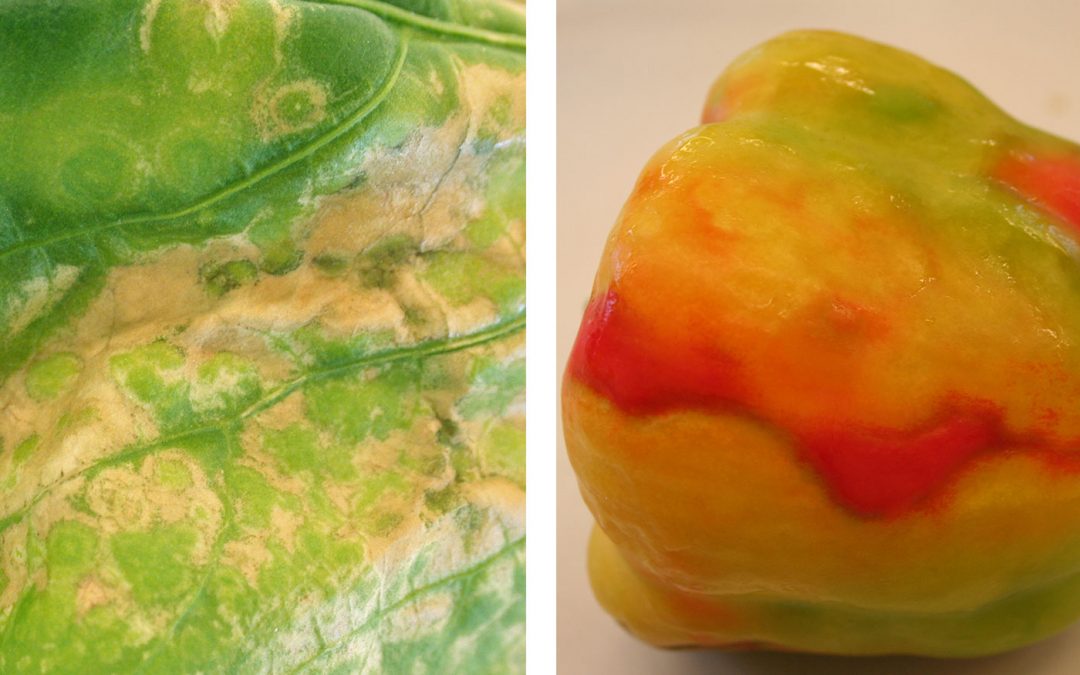 Protocollen tegen virus in tomaat, komkommer en paprika