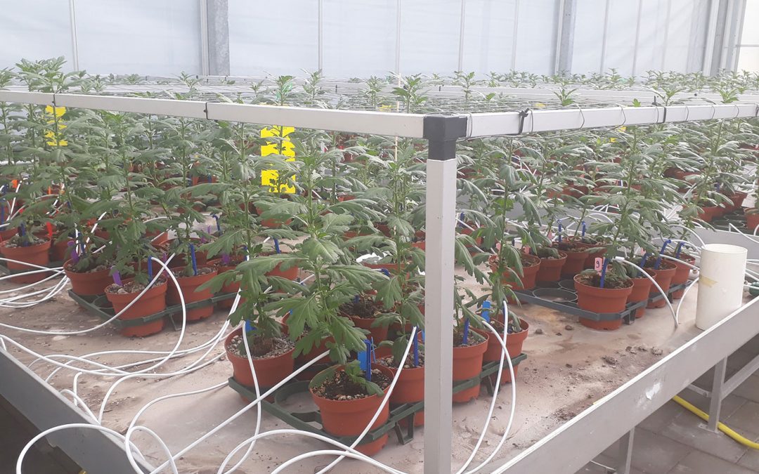 Weerbare perskluit chrysant door toevoegen micro-organismen