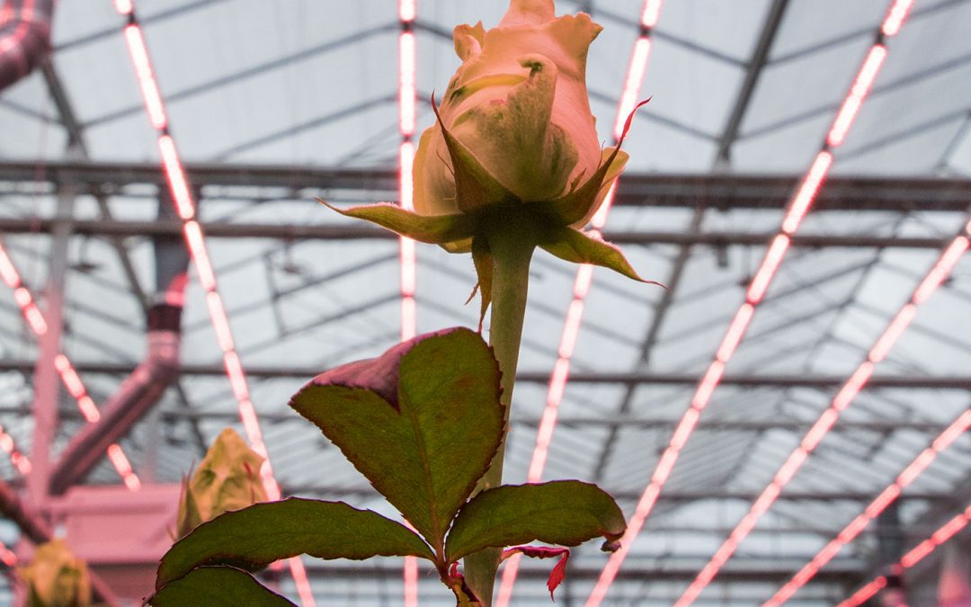 Zomerkwaliteit Red Naomi duidelijk beter dan vorig jaar