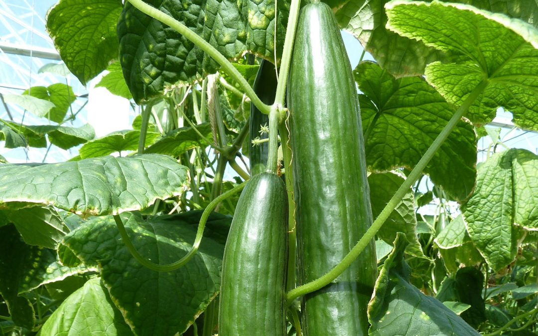 ‘Blijf om-en-om snoeien voor een goede uitgroei van vruchten’