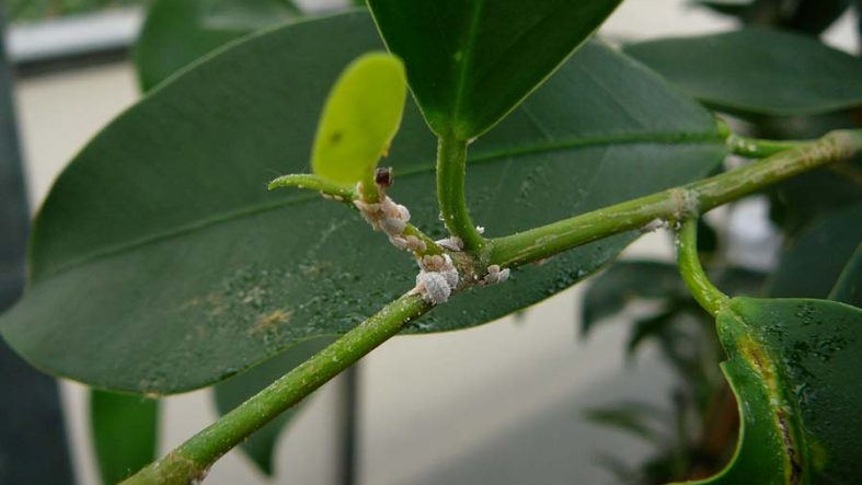 Foto-2-wolluis-ficus-900x600