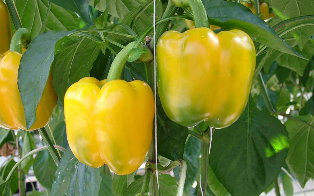 ‘Cursus Het Nieuwe Telen is leren en discussiëren op niveau’