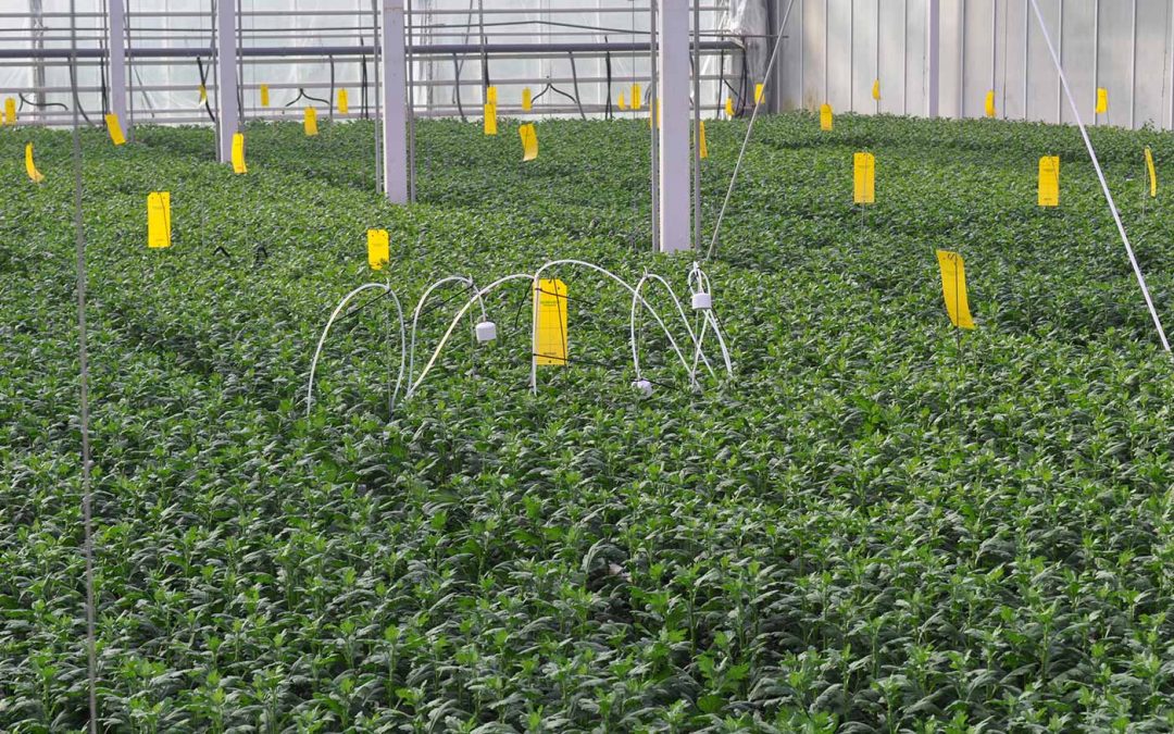 CO2-verdeling meten tussen het gewas