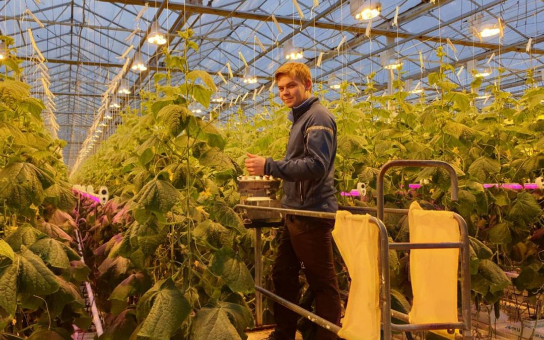 Productie komkommers met 30% gestegen