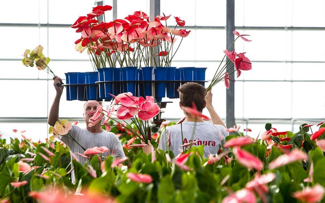 Voorkom te hoge RV bij weinig licht en hoge buitentemperatuur