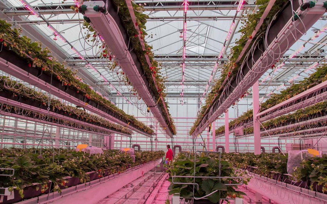 Hijssysteem aardbei voor betere ruimtebenutting