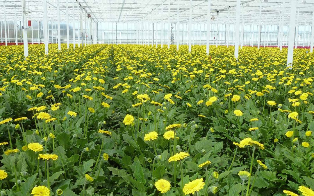 Een donker najaar en toch een hogere productie