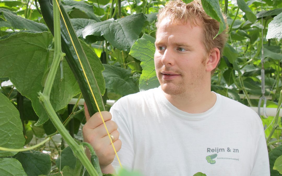 Vast protocol teeltwisseling tegen komkommerbontvirus